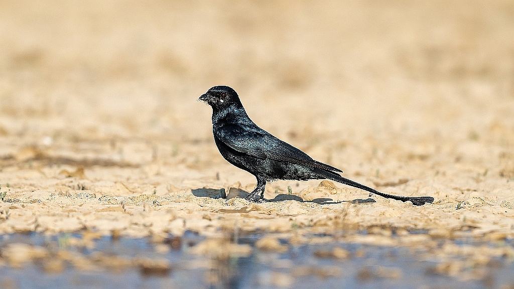 Black Drongo